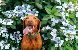 VAMA RAJ, A LJUBIMCIMA PAKAO Nikako ne kupujte ovo popularno cveće za Dan zaljubljenih, izbegnite posetu veterinaru
