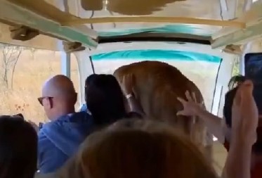 ZASTRAŠUJUĆI TRENUTAK NA SAFARIJU Divlja zver uskočila turistima u auto, umesto da napadne uradila je nešto neverovatno! (VIDEO)