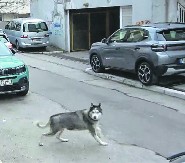 UHAPŠEN ZBOG LJUBIMCA HASKIJA Detalji hapšenja osumnjičenog za likvidaciju u šumi kod Sopota 