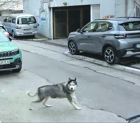 UHAPŠEN ZBOG LJUBIMCA HASKIJA Detalji hapšenja osumnjičenog za likvidaciju u šumi kod Sopota 