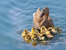 MALI PAČIĆI PRVI PUT SKAČU U VODU, A MAMA IH NADGLEDA Presladak video oduševio ljude na mrežama
