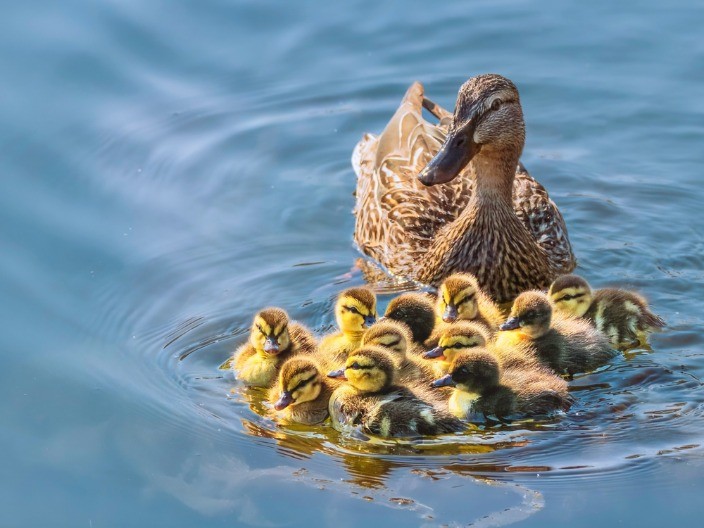 MALI PAČIĆI PRVI PUT SKAČU U VODU, A MAMA IH NADGLEDA Presladak video oduševio ljude na mrežama