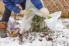 Još 4 dana imate da uradite ovo sa njima: Šta treba ružama u januaru da bi na proleće cvetale kao lude