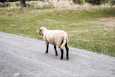 VIC DANA Vozio Haso brzo kroz neko selo i slučajno udari neku ovcu na putu...