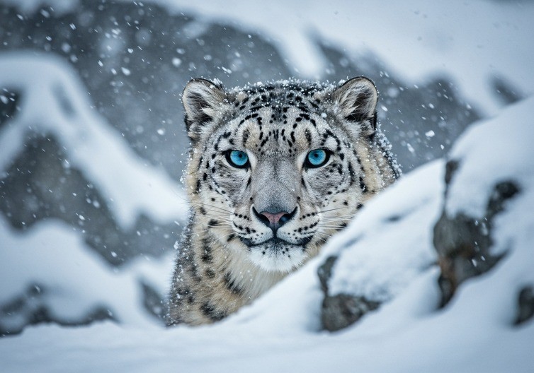 LEOPARD ISTRČAO IZ ŠUME I NAPAO ŽENU NA SKIJAMA Našla se oči u oči sa predatorom - sekunde su je delile od smrti (VIDEO)