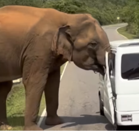 POMAHNITALI SLON SE ZALETEO NA KOMBI I SURLOM OTVORIO VRATA Grdosija od 3 tone je tresla vozilo - turisti su proživeli pravi pakao