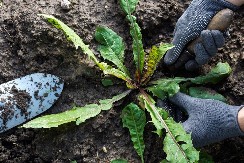 AKO OVO NE URADITE U FEBRUARU, KOROV ĆE VAM POJESTI BAŠTU! Stručnjaci upozoravaju: ko sada zakasni – kajaće se celo leto!
