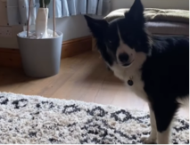 POGLEDAJTE ŠTA JE URADIO Pas tužaka drugog psa, ljudi na mrežama plaču od smeha - video je hit 