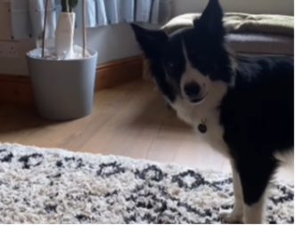 POGLEDAJTE ŠTA JE URADIO Pas tužaka drugog psa, ljudi na mrežama plaču od smeha - video je hit 