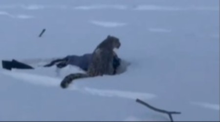 SKIJANJE SE PRETVORILO U NOĆNU MORU Ženu ščepala DIVLJA ZVER, krvavi tragovi svuda po snegu! (VIDEO)