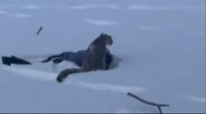 SKIJANJE SE PRETVORILO U NOĆNU MORU Ženu ščepala DIVLJA ZVER, krvavi tragovi svuda po snegu! (VIDEO)