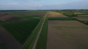 Posle sušne jeseni, sneg stigao u pravi čas - Evo u kakvom je stanju pšenica na njivama u Srbiji 