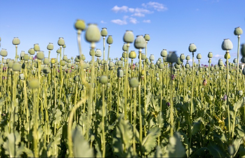 Retka kultura na vojvođanskim parcelama - malo je seju a mnogo vredi