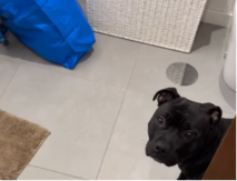 BOLJE JA DA FURNEM ODAVDE Pas koji ne voli da se kupa, nasmejao internet