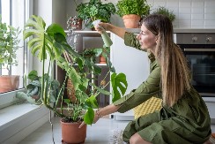 ZA OVOM TROPSKOM LEPOTICOM JE POLUDEO CEO SVET Nazivaju je i "švajcarski sir", a može da bude opasna - evo zbog čega