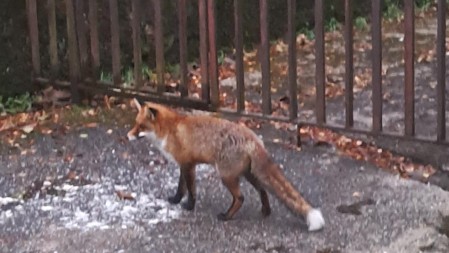 Lisica upala u trafo-stanicu pa ostavila Ivanjičane bez struje