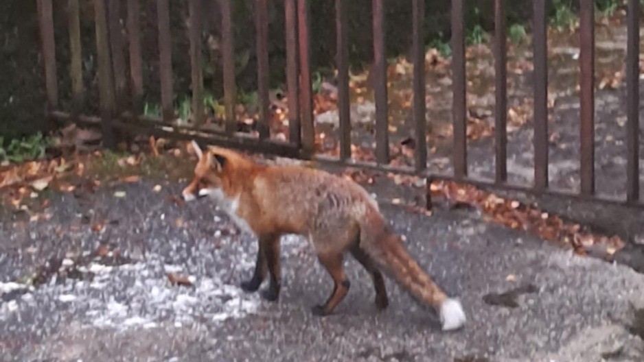 Lisica upala u trafo-stanicu pa ostavila Ivanjičane bez struje