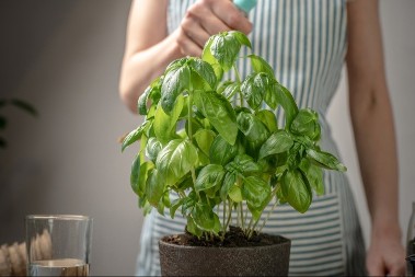 Tera lošu energiju i donosi sreću: Ako vam ništa ne ide u životu, posadite ovu biljku