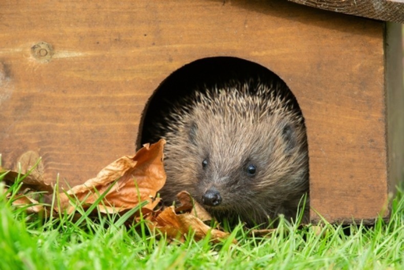 VIC DANA Idu dve čačkalice ulicom...