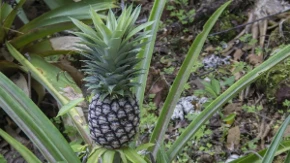 Uslovi su surovi, ali ananas raste - farmeri od ove kulture napravili unosan posao