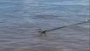 Prizor usred Amazona ledi krv u žilama! Pas se našao u strašnoj situaciji, a onda je nastao haos