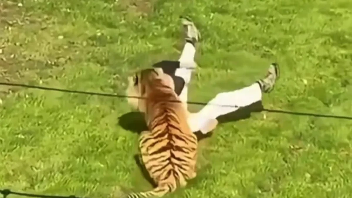 (UZNEMIRUJUĆI VIDEO) Horor u zoo-parku: Muškarac uskočio među tigrove, zver ga usmrtila