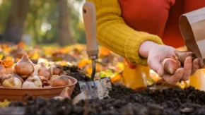 Uz malo truda i sadnju lukovica u oktobru – bašta će na proleće biti puna cveća