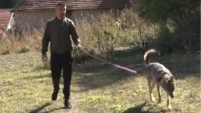 Aleksandar iz Štrpca pomislio da je našao štene, a onda se desilo neočekivano: "Probali smo da je vratimo u šumu, ali ona neće bez nas!"