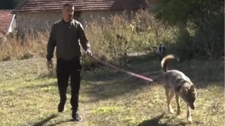 Aleksandar iz Štrpca pomislio da je našao štene, a onda se desilo neočekivano: "Probali smo da je vratimo u šumu, ali ona neće bez nas!"