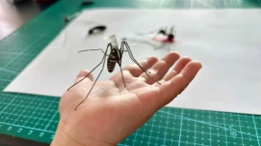 Naučnica namerno pretrpi 500 ujeda komaraca nedeljno: Evo zbog čega