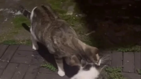 Mačka je uradila nešto što je raznežilo milione! Pojavila se pred vratima žene, a onda ostavila sve bez reči