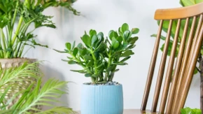 Evo zašto se krasula suši: Prepoznajte da vaše drvo novca nije zdravo