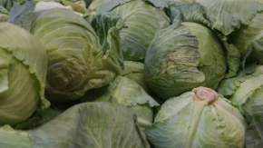 Iskusne domaćice znaju recept - evo kada se stavlja i kako dobija savršen kiseli kupus