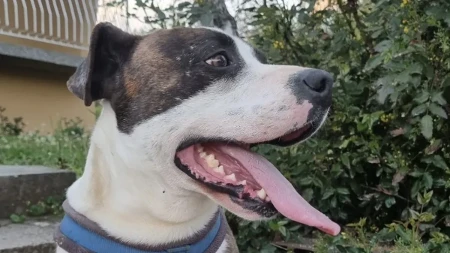 Izbegnut horor za dlaku, čopor pasa napao majku sa dvoje male dece ispred vrtića u Priboju: „Ne treba čekati da se dogodi nešto ozbiljno“