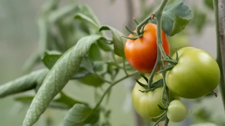 Iskoristite zeleni paradajz: Nema razloga da ga bacite kada možete da napravite ovo
