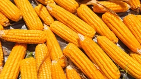 Kukuruz ove nedelje najtraženija žitarica na Produktnoj berzi - cena pšenice premašila 22 dinara 