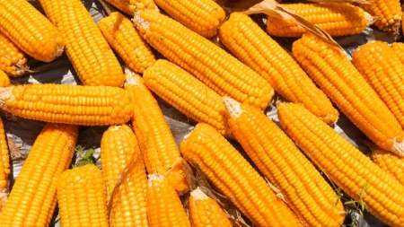 Kukuruz ove nedelje najtraženija žitarica na Produktnoj berzi - cena pšenice premašila 22 dinara 