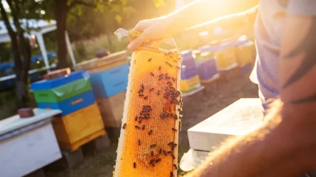 Pčelinji vosak, propolis i matični mleč - da li zarada može biti veća nego od samog meda?