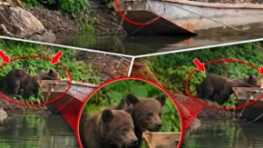 Medvedić krenuo na krstarenje, pa se survao u jezero! Snimak sa Perućca nasmejao sve