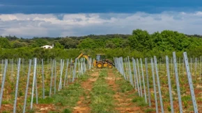 Vinogradari u Hrvatskoj na udaru opasne bolesti - zaraženi zasadi moraju da se krče, kazne do 3.890 evra