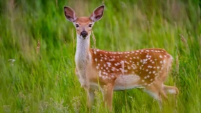 ,,Bambi" vam upao u dvorište? Moguće da su jelenu 3 stvari privukle pažnju