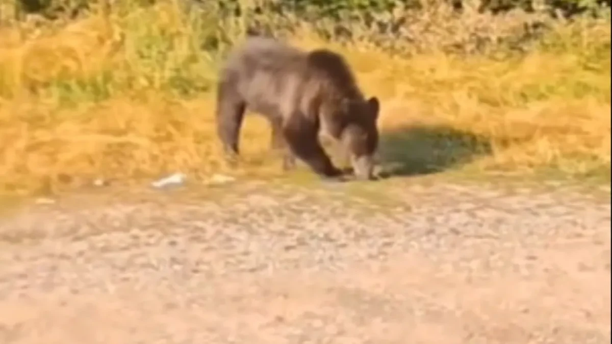 Beograđanka stala da snimi medveda, a onda je usledio šok! Snimak sa čuvenog puta zapalio mreže