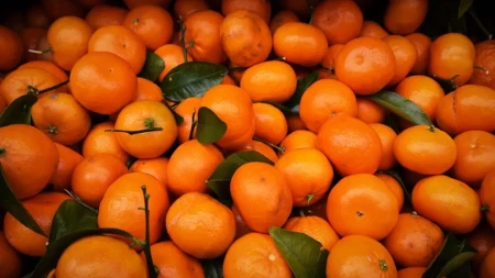 Proizvođači mandarina u problemu - berba pri kraju, a računica sve gora