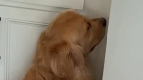 Ne može da veruje šta mu je veterinar rekao! Zlatni retriver demonstrativno okrenuo leđa svima, prizor je hit