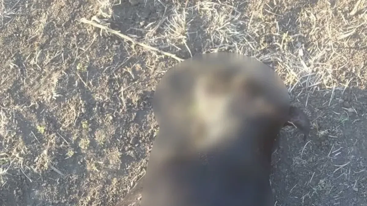 Dea izrešetana s devet metaka u glavu: Nedužno stvorenje ubijeno vatrenim oružjem