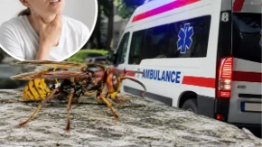 Roj stršljenova napao Milorada kod Bajine Bašte: Imao više od 30 uboda, "leđa više nisam osećao"