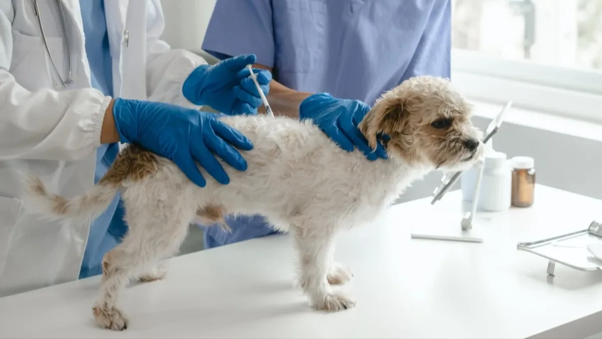 Mislite da je bezazleno, a može ubiti vašeg ljubimca: Veterinari izdali hitno upozorenje vlasnicima