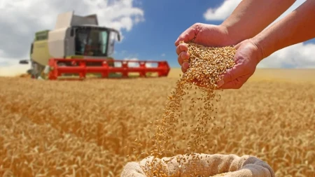 Setva pšenice kasni zbog suše - ratari u Banatu čekaju kišu, zemlja tvrda kao kamen