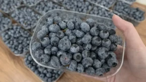 Stalno jedete borovnice? Evo kako ovo voće utiče na vaše zdravlje