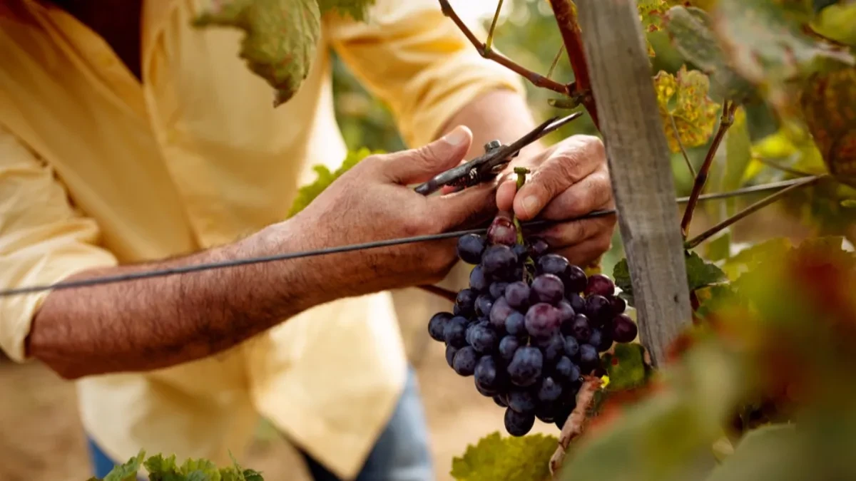 Lopovi poharali vinograd, ukrali 500 kilograma grožđa i otišli da prave vino: Evo kako im je to pošlo za rukom